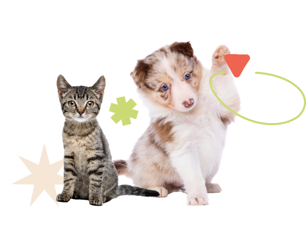 Imagem de dois pets, um gato cinza listrado e um cão husky nas cores branco e caramelo